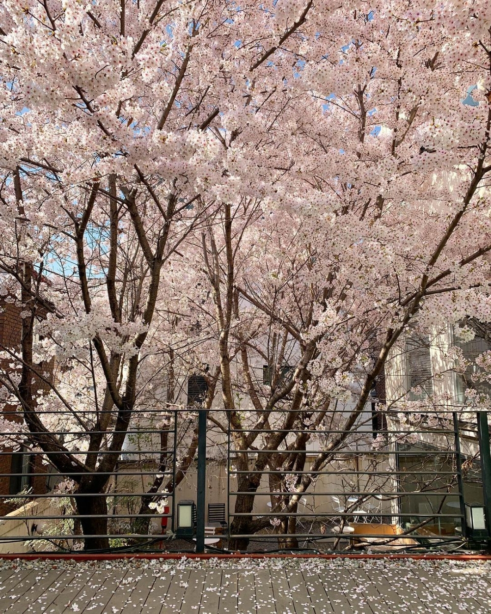 首爾賞櫻咖啡店推介：GREYLAB｜그레이랩