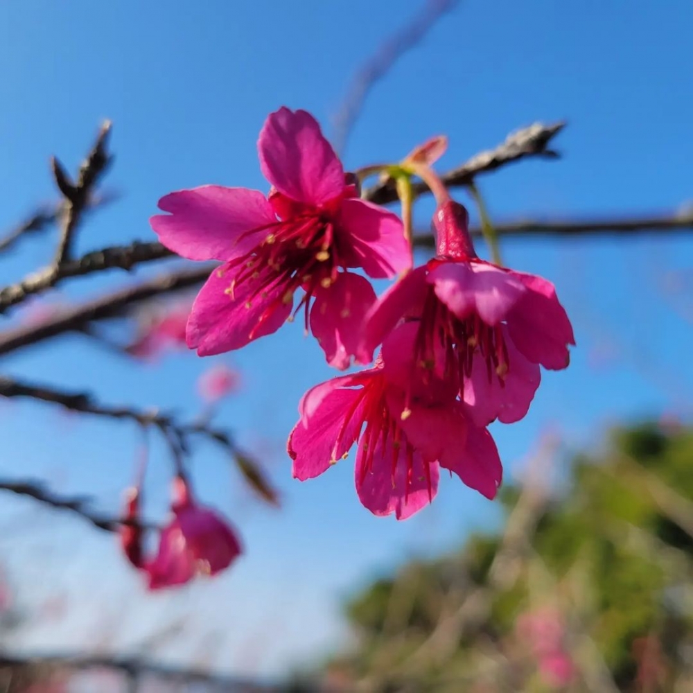 香港賞櫻好去處：大帽山扶輪公園 