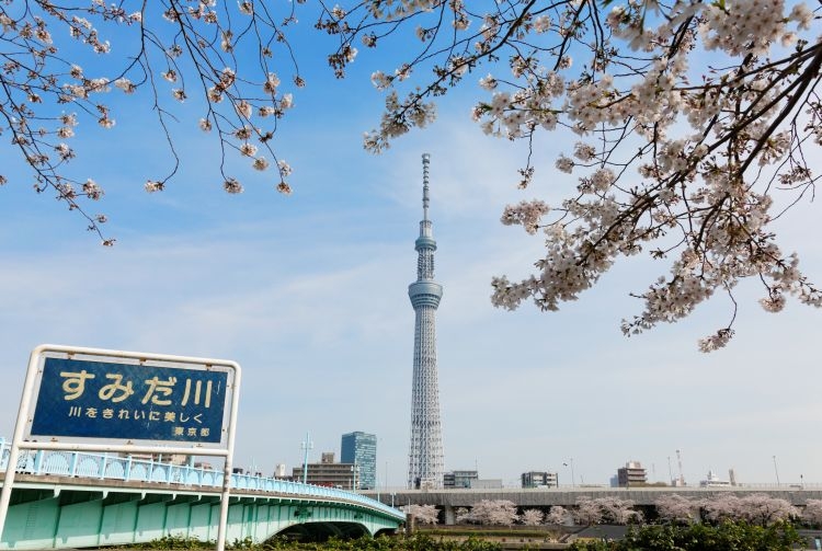 日本賞櫻景點推介：隅田公園 