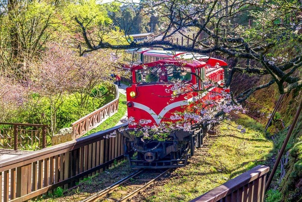 嘉義阿里山國家風光區