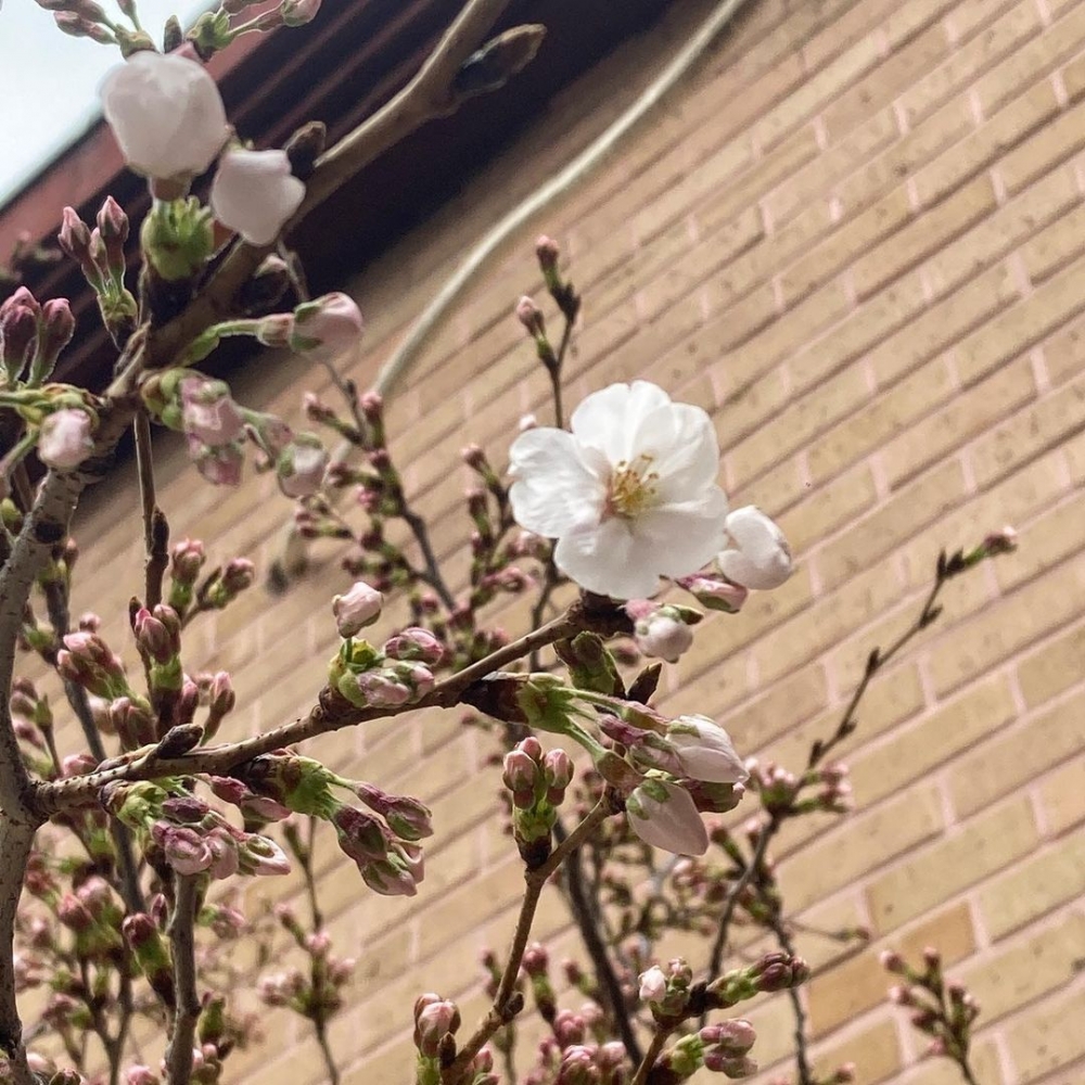 延南洞櫻花家係一間以櫻花主題打造的人氣Cafe。