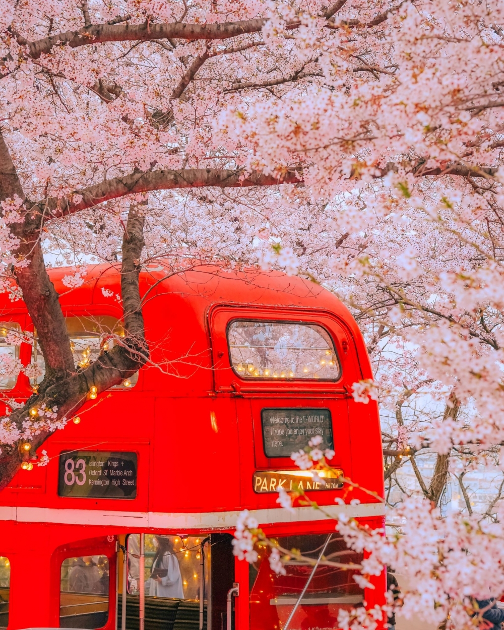 韓國賞櫻景點推介：大邱E-world