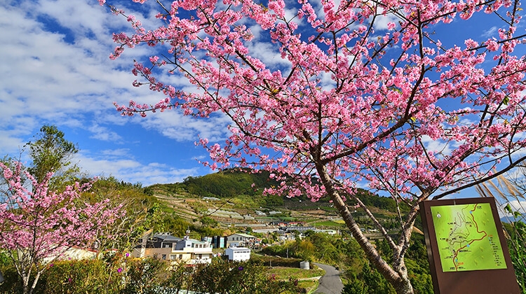 嘉義阿里山國家風光區