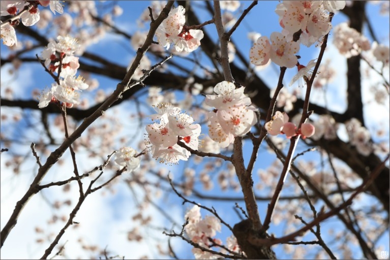 韓國賞櫻景點推介：佛國寺