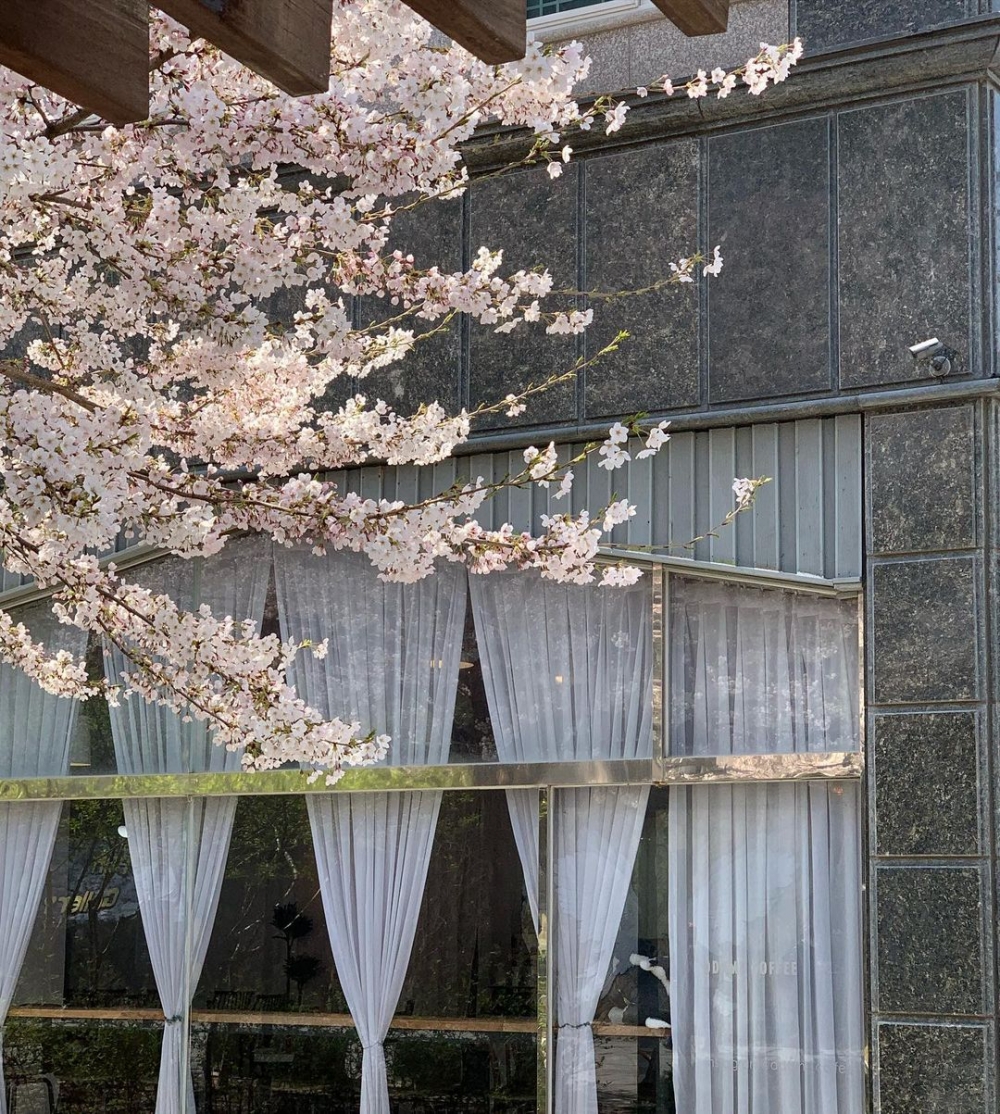 首爾賞櫻咖啡店推介：DDAMI COFFEE｜따미커피