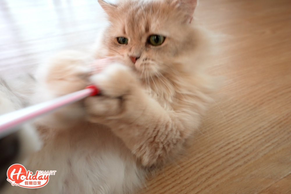 只要手執「仙女棒」玩具，便可以與貓貓混熟，不過記得先問准店主才內進，以及保持安靜，以免打擾貓貓休息！