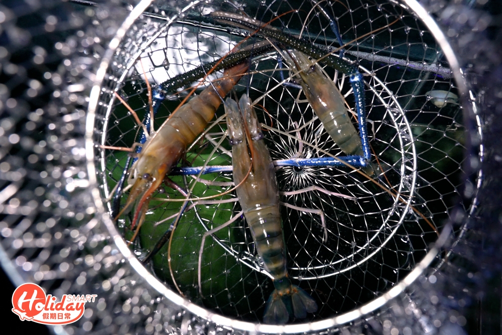 如果是新手一小時大約可以釣兩至三隻蝦；如果是有釣蝦經驗，輕鬆已經可以釣到十多隻蝦，同場其實有不少客人收穫豐富，幾乎每隔幾分鐘就有蝦上釣，所以其實只要拿捏到箇中技巧，即可輕易成功。