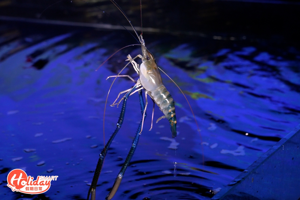 蝦池內的是泰國羅氏蝦，即是俗稱大頭蝦，每隻大小不一，但釣上來非常生猛，所以要成功釣上來到要花點力氣，職員每小時都會在池內添加蝦，以保持蝦活躍度，估計池內會有過百隻蝦，所以不用怕會被其他人釣清光。