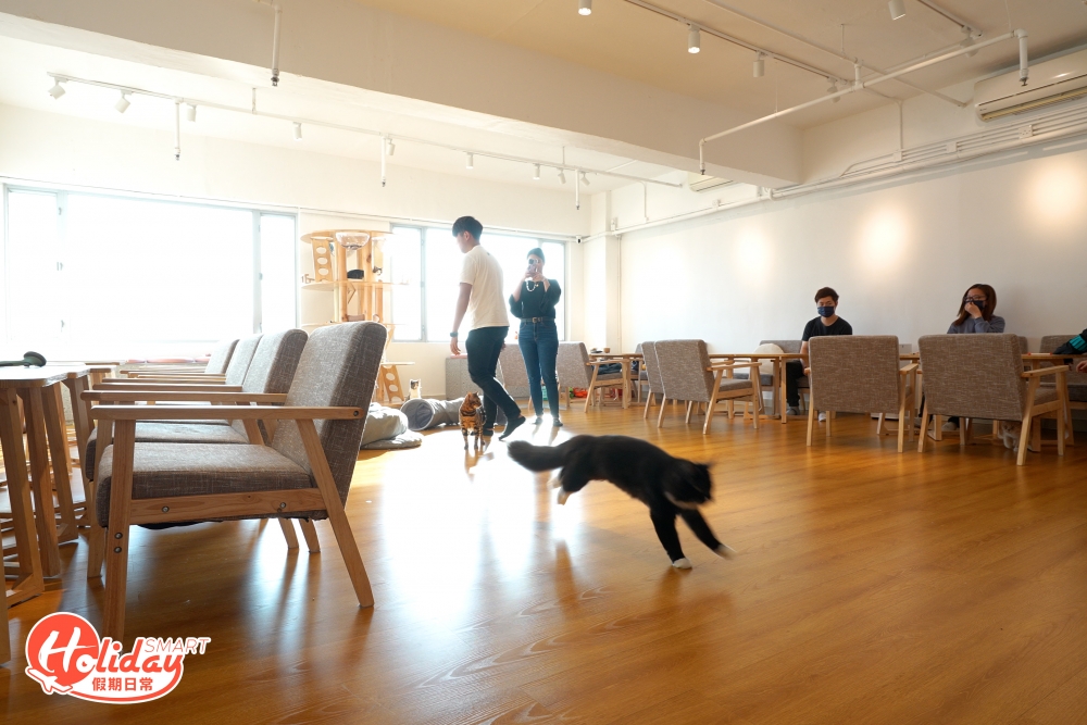 最近荃灣新開間樓上貓Cafe,由荃灣西站步行10分鐘就能到達。Cafe佔地超過1,500呎,環境夠闊落,讓貓咪和客人都有足夠的活動空間。