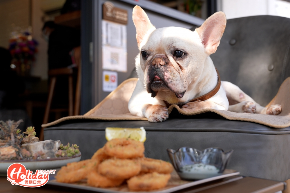 店主歡迎各位帶同家中主子一同享用美食，所以周不時都會見到狗狗們的「梳乎樣」！