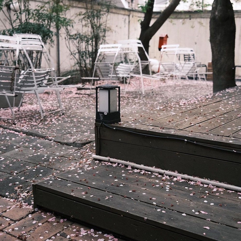 地下舖滿隨風飄落的櫻花瓣～