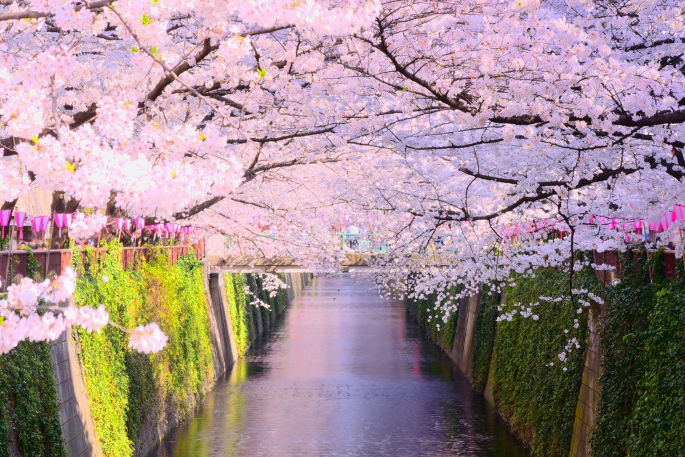 日本賞櫻景點推介：目黑川 
