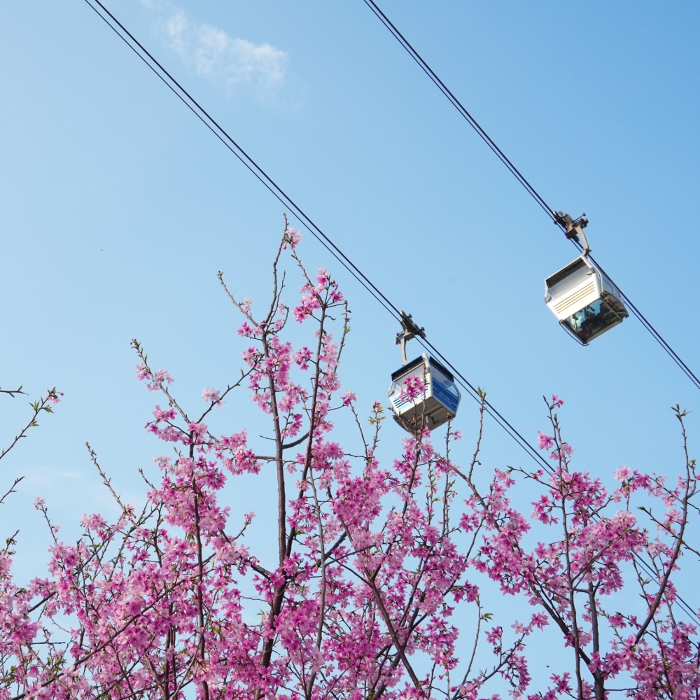 香港賞櫻好去處：東涌觀景山