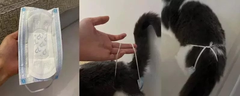 將一塊女性衛生用品黏住口罩，再將佢綁喺貓貓嘅屁屁位置