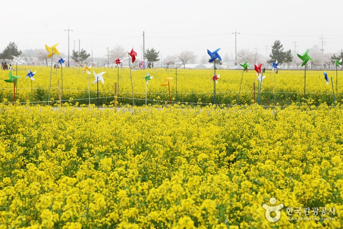 韓國油菜花熱點推薦:九里市民漢江公園