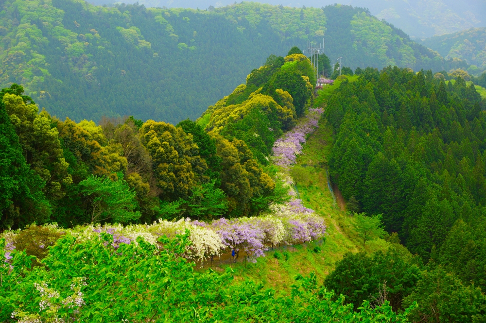 日本紫藤花景點推薦：美山之里 