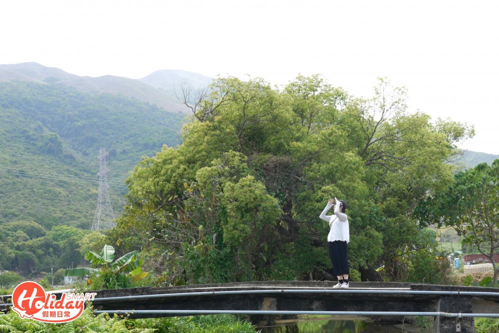這條小橋看似平平無奇，但配合周圍的山林景致，都可以拍出別有意境的相片。