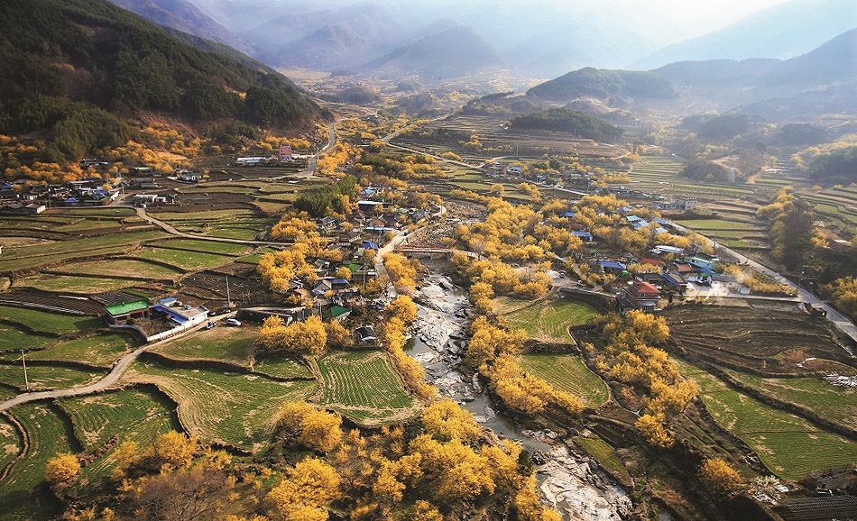 全羅南道的求禮山茱萸村係韓國最大的山茱萸景點！