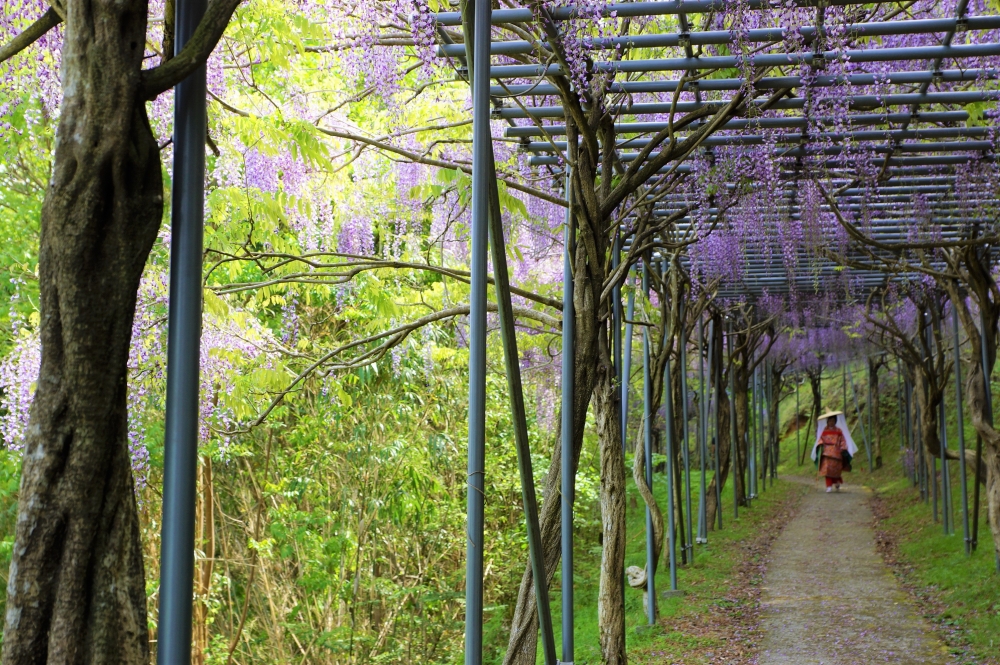 美山之里森林公園內有著一條「全日本最長的紫藤隧道」。