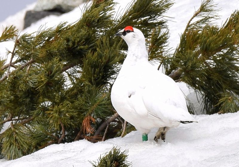 稀有動物「岩雷鳥」