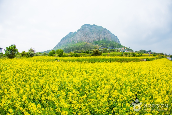 韓國油菜花熱點推薦:山房山