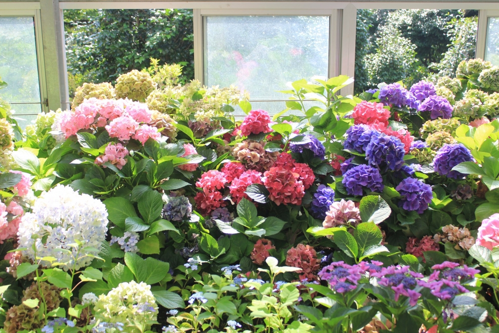 繡球花除了常見的粉藍色，仲有其他鮮豔的顏色！