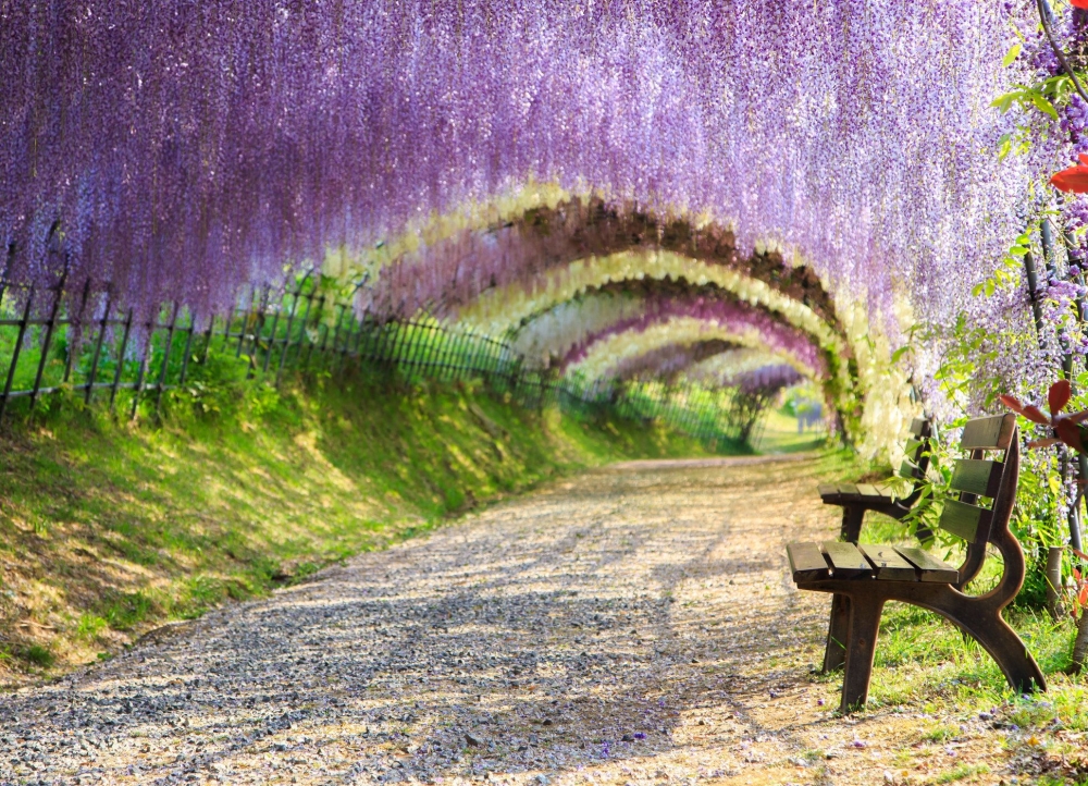 日本紫藤花景點推薦：河內藤園 