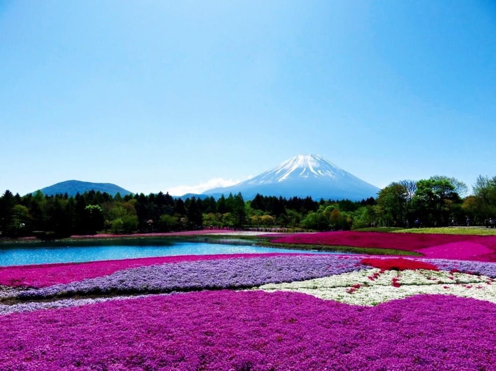 芝櫻祭活動活動仲會舉辦「富士芝櫻美食嘉年華」，賞完花可以盡情大歎地道美食～