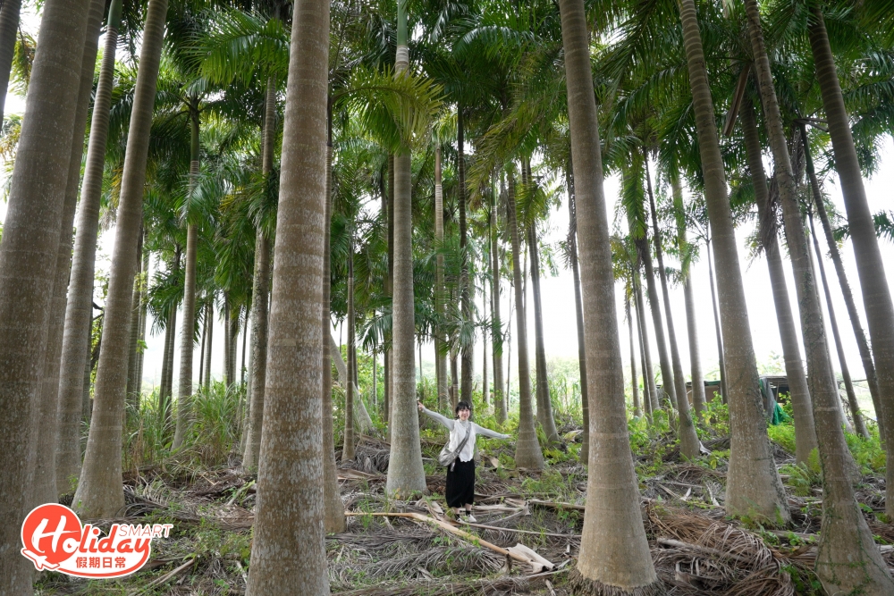 這片椰樹林是絕佳的打卡景點，可以拍出有如置身於迷你夏威夷的感覺。