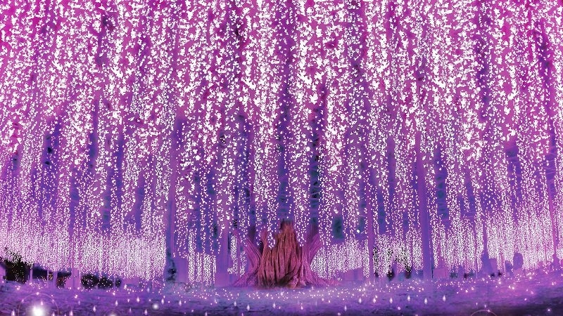 紫藤花在夜間的燈光照射下充滿夢幻又神秘的感覺～