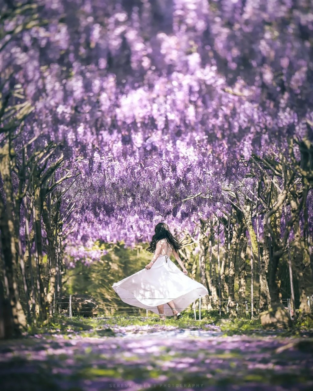 春天係紫藤花盛開的季節，想睇紫藤花唔一定要去日本，台灣都有超夢幻的紫色瀑布！