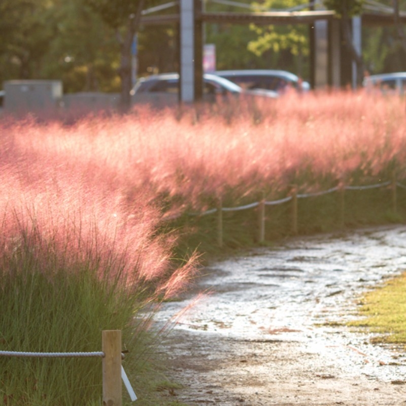 粉紅芒草遠觀猶如一片粉紅雲霧～