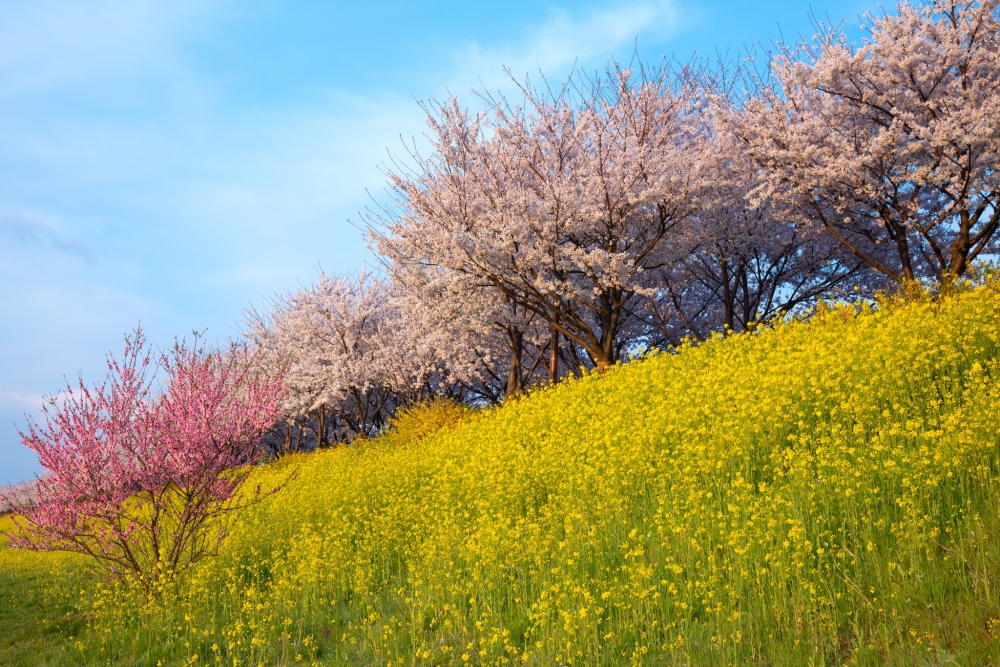 濟州島的鹿山路可以一次過觀賞到油菜花和櫻花！