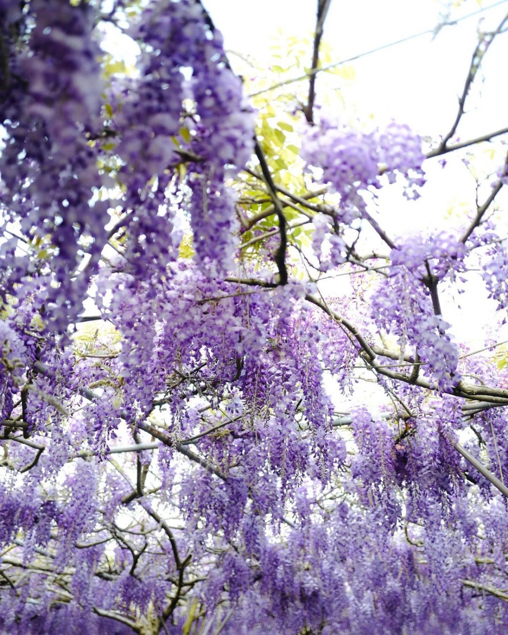 紫藤咖啡園共有兩個園區，各有特色！