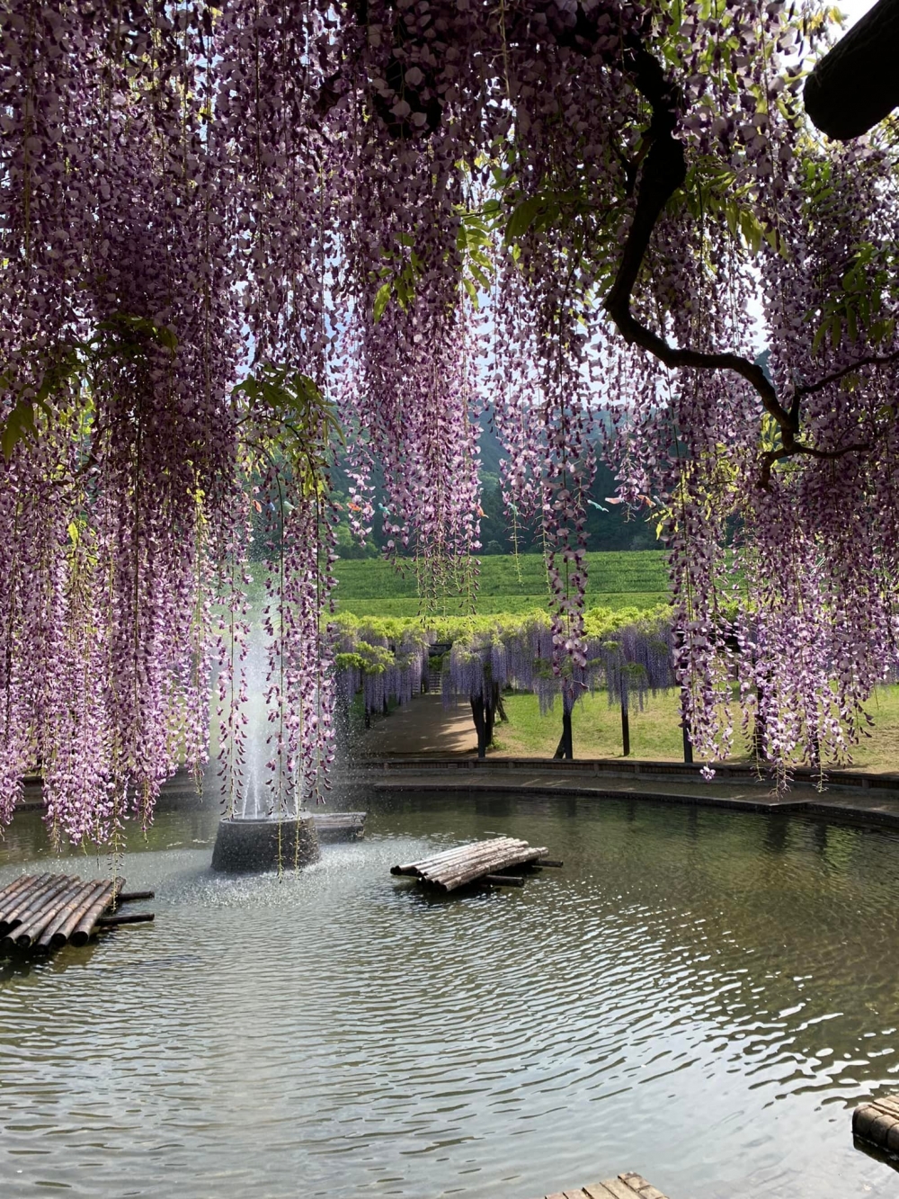 日本紫藤花景點推薦：白井大町藤公園 