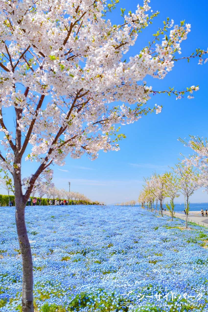 公園內仲可以觀賞到粉蝶花及櫻花同框的景色！