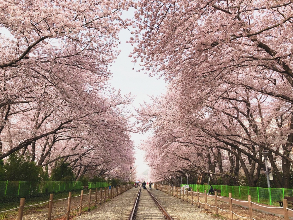 韓國擁有多個賞櫻景點，可以一覽大片夢幻粉紅櫻花海～