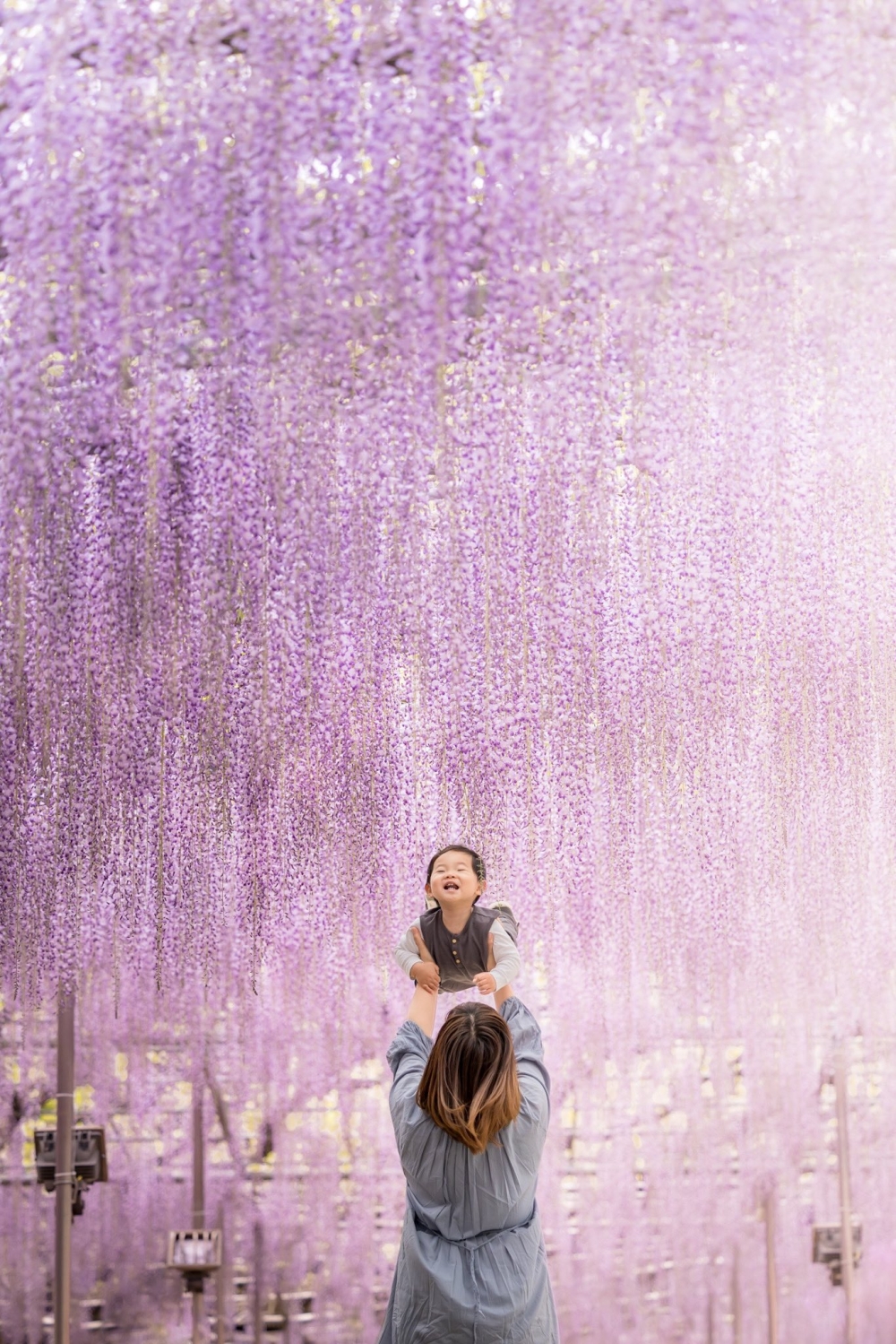 日本櫻花季節結束後，緊接要迎來另一波夢幻的紫藤瀑布！