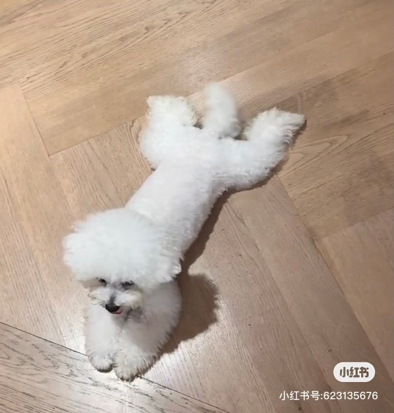 張馨月喺小紅書晒狗仔