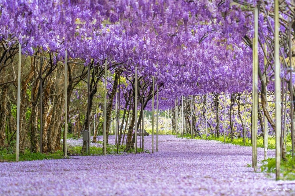 漫步在紫色隧道上，感覺特別浪漫～