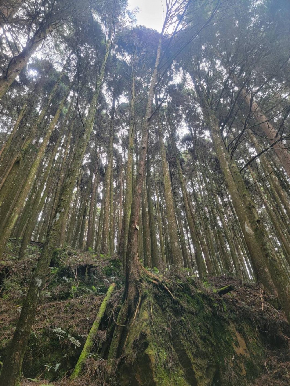 阿里山神木係阿里山知名景點之一