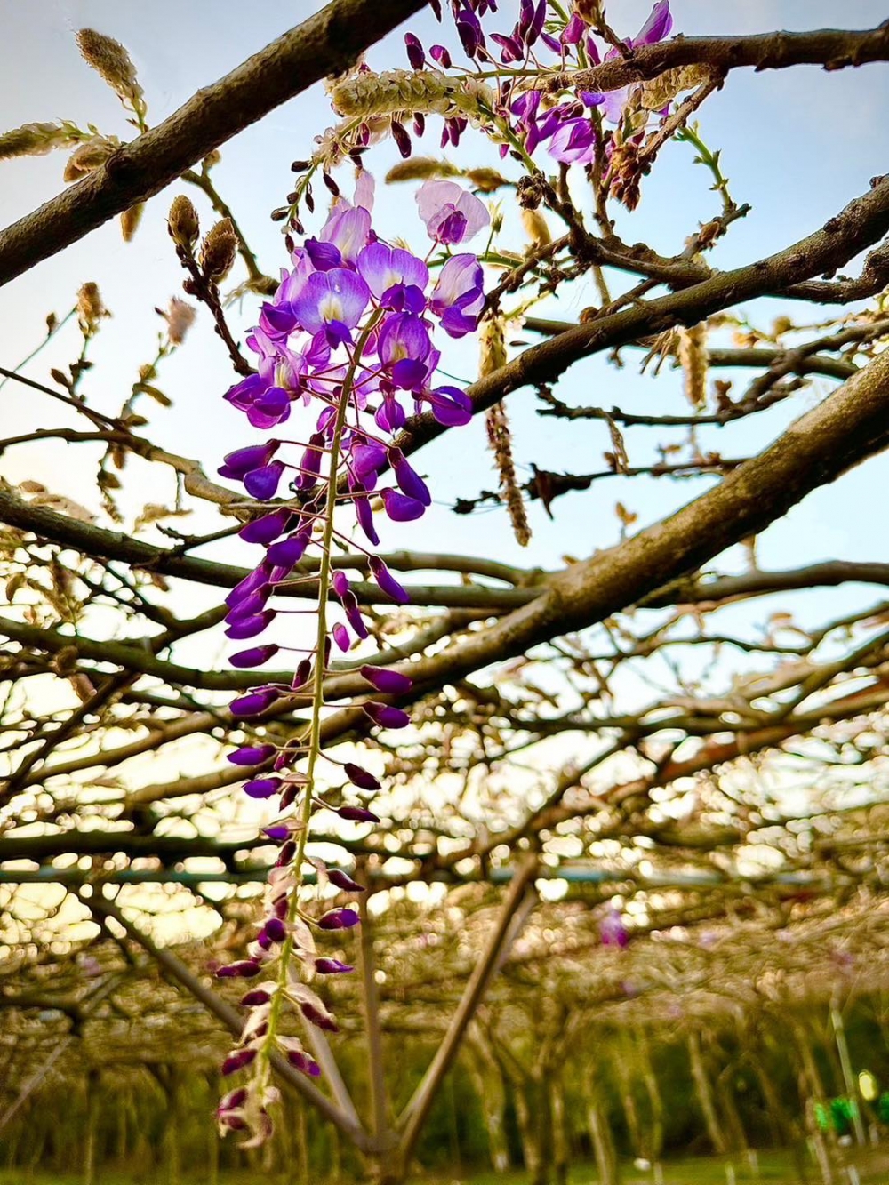 紫藤咖啡園每年只有3月至4月的開花期才會開放遊客參觀，今年只有17天賞花期！