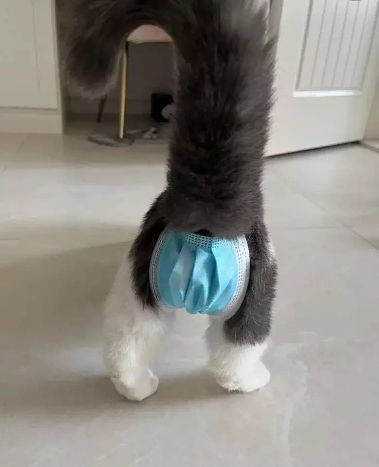 自製寵物專用尿布完成！