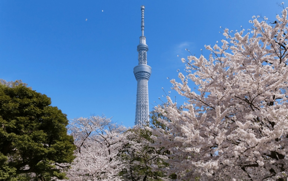 櫻花及東京晴空塔同框的景色,打卡一流!