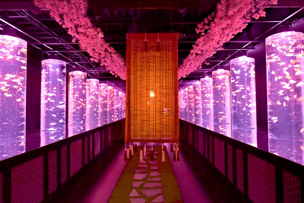 金魚回廊-八重櫻。