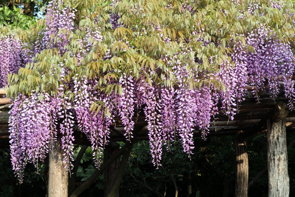 日本紫藤花景點推薦：牛島藤花園 