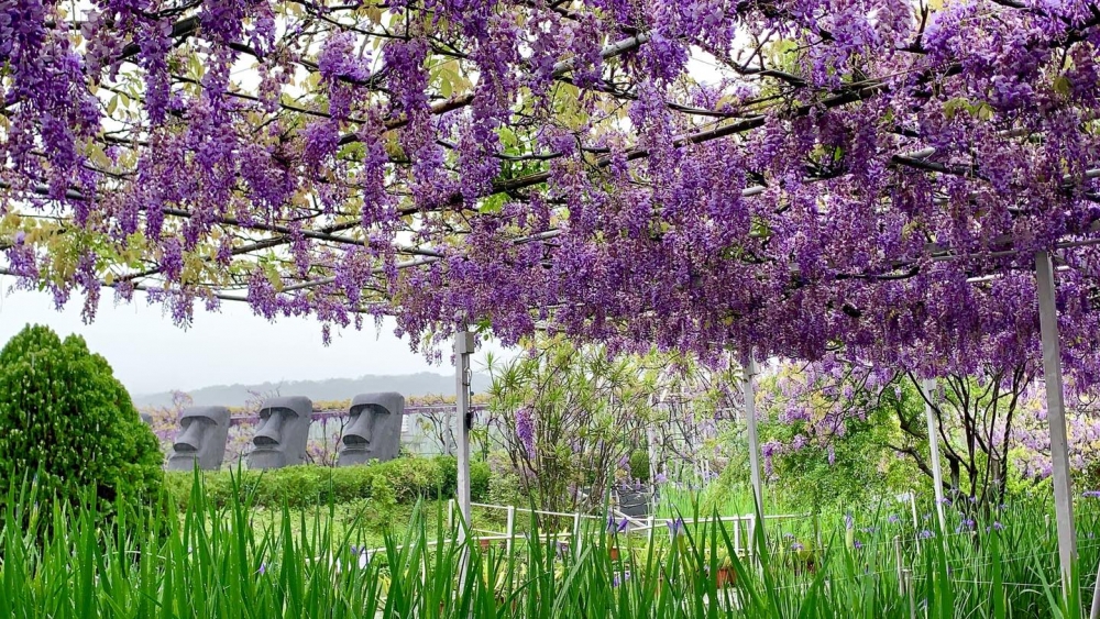 一號園區除了紫藤花，仲有巨型摩艾石像！