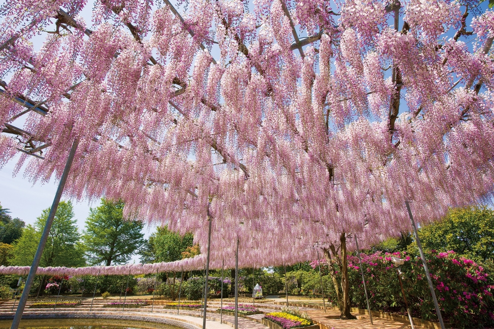 日本紫藤花景點推薦：足立花卉公園 