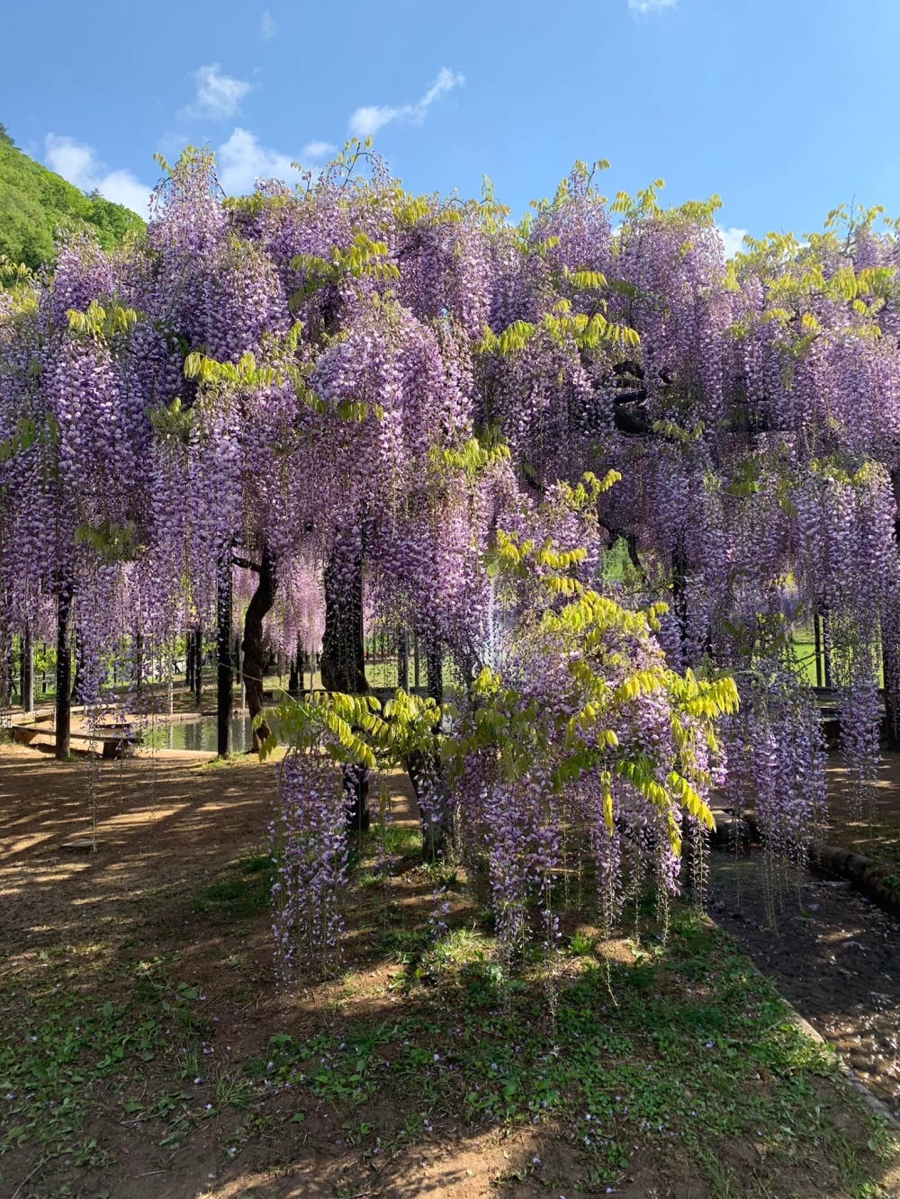 白井大町藤公園係「日本關西最大藤花園」～