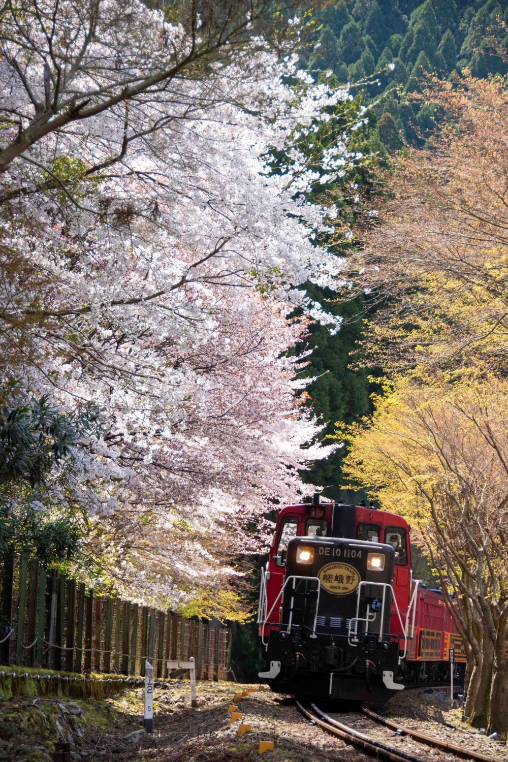 就算坐在火車內都能一覽超震撼的櫻花景緻！